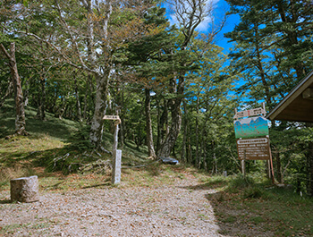 高山植物が咲き乱れる道中