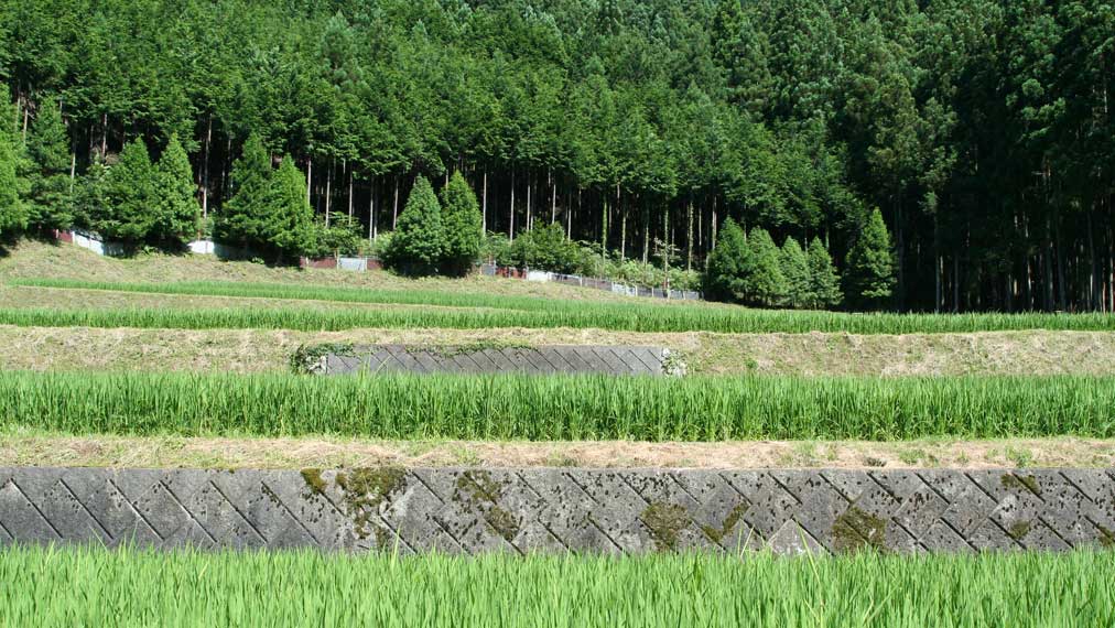植村 正和