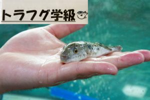 【募集終了】地域おこし協力隊【水産業支援】募集！！