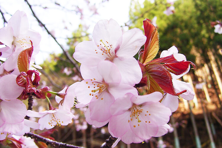 花びらの色が濃いめのピンクで葉が大きめなのが特徴がオオヤマザクラ