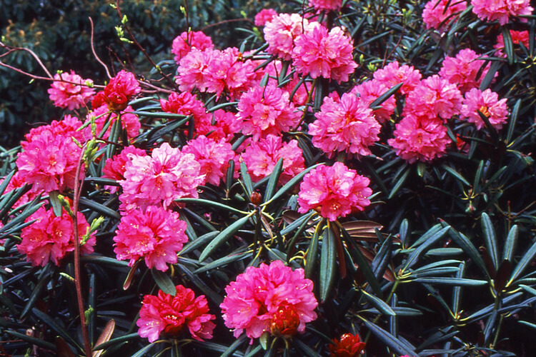 大きめで細長い濃い緑の葉にピンクのフリルのような花びらです。数輪束ねた状態で咲いている木のツクシシャクナゲ