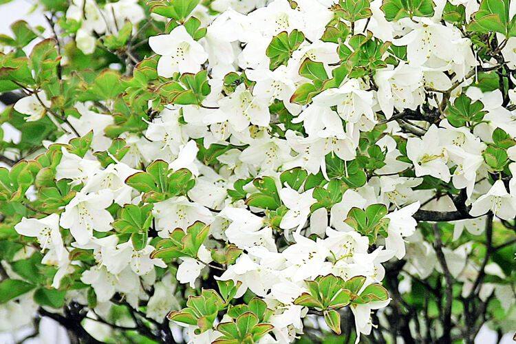 白い5枚の花びらと同じように葉も5枚にまとまっていてまるで緑の花びらのような装いで咲いているシロヤシオ