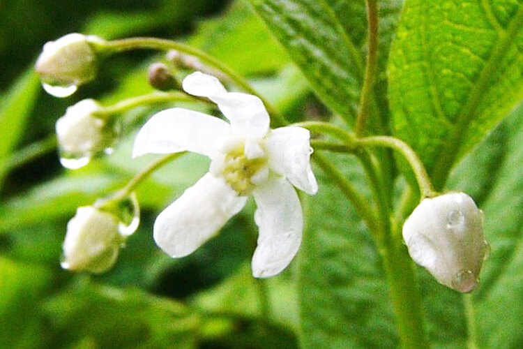 細長い白い花びらが特徴のクサタチバナ