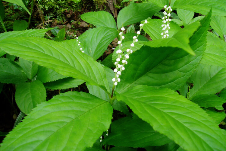 緑色の茎に花柄がなく直接白いビーズのような形で花が間隔を開けながら均等についています。緑色の茎が