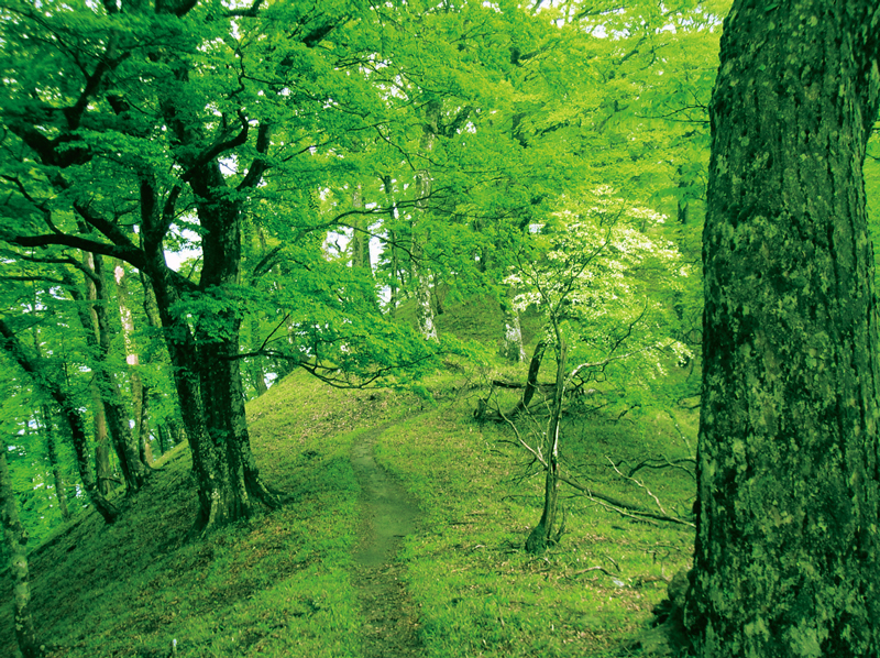 大峯奥駈道